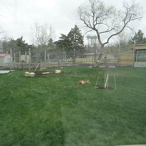 Malayan Tiger Exhibit