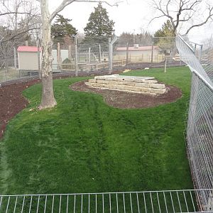 Malayn Tiger Exhibit