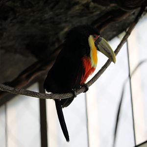 Red-breasted Toucan (Ramphastos dicolorus)
