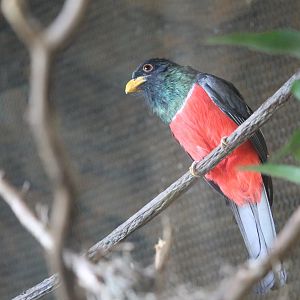 Black-tailed Trogon (Trogon melanurus)