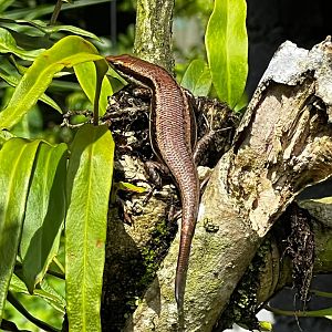 Mahé - Seychelles skink (Trachylepis seychellensis)