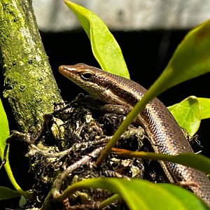 Mahé - Seychelles skink (Trachylepis seychellensis)