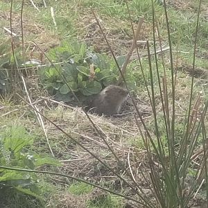 Water Vole 18/4/22