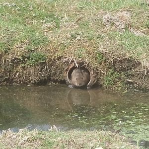 Water Vole 18/4/22
