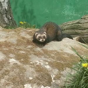 European Polecat 18/4/22