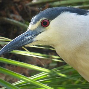 Black crowned night heron
