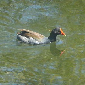 Common gallinule