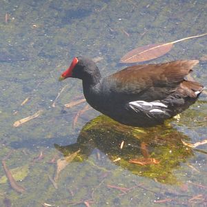 Common gallinule
