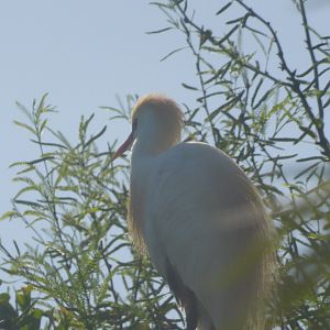 Cattle egret