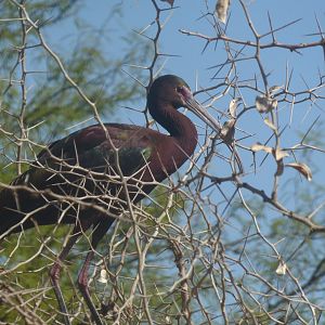 White faced ibis