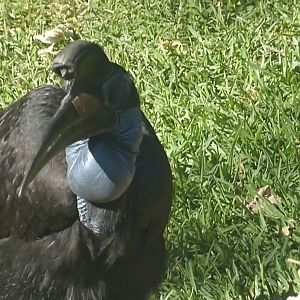 Abyssian ground hornbill