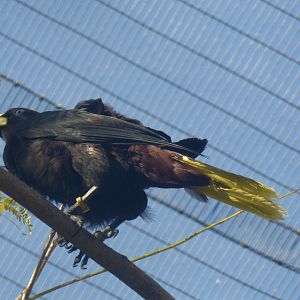 Surinam crested oropendola