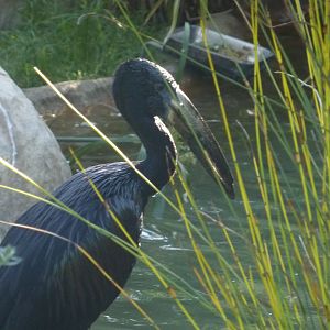 African openbill
