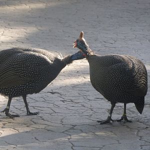 helmeted guineafowl
