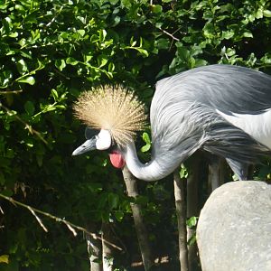 Grey crowned crane