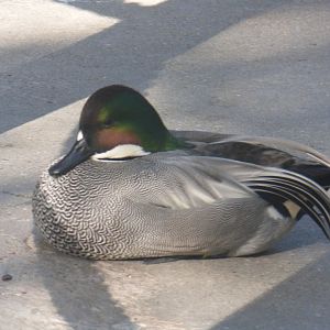 Falcated duck