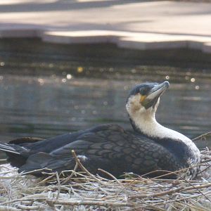 White breasted cormorant