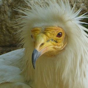 Egyptian vulture