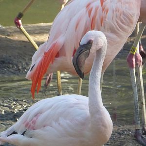 Lesser flamingo