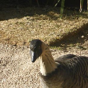 Hawaiian goose