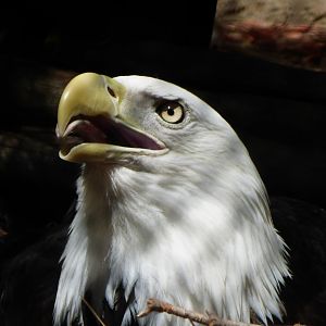 Bald eagle
