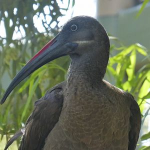 Hadada ibis