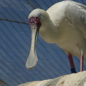 African spoonbill