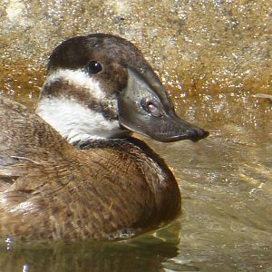 Ruddy duck