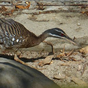 Sunbittern