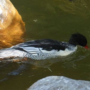 Scaly sided merganser