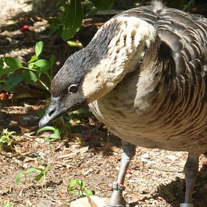 Hawaiian goose