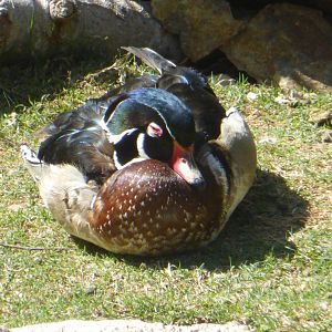 Wood duck