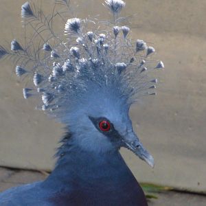 Victoria crowned pigeon