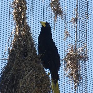 Surinam crested orepondola