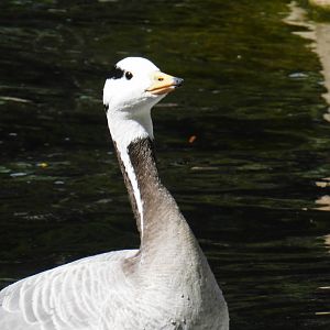 Bar headed goose