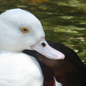 Radjah shelduck