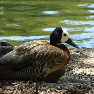 White faced whistling duck