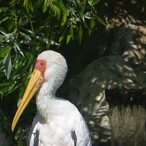 Yellow billed stork