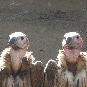Lappet faced vultures