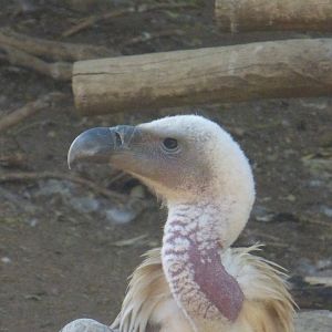 Ruppells griffon vulture