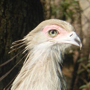 Secretary bird