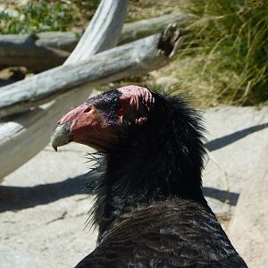 California condor