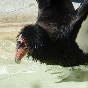 california condor