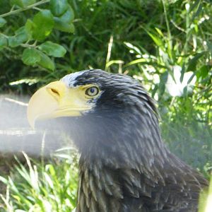 Stellers sea eagle