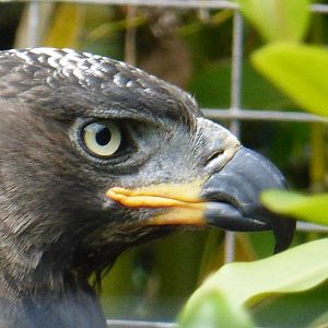 African crowned eagle