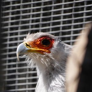 Secretary bird
