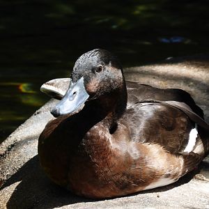 Baerds pochard