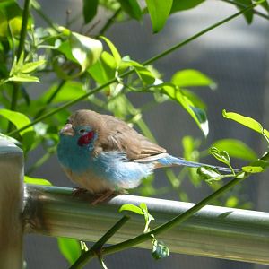 Red cheeked cordon bleu
