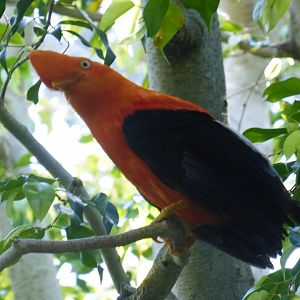 Andean cock of the rock