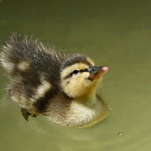 Mallard duckling